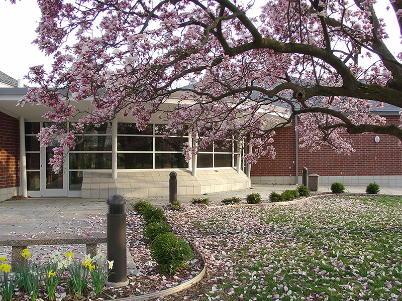 A photo of the Putnam/Springer Center with the Maggie tree in the foreground.